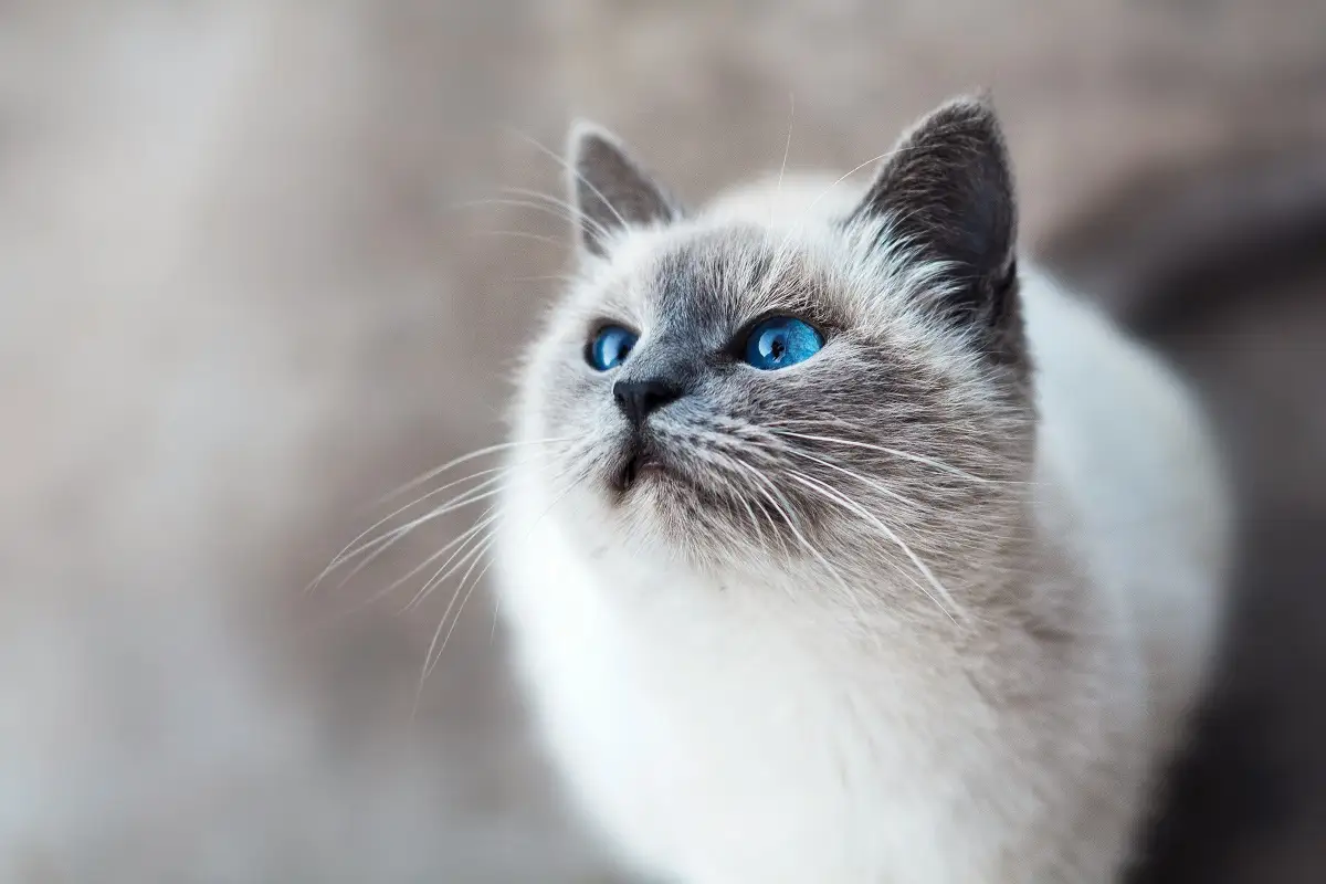 Día del Gato: ¿Por qué se celebra tres veces al año? 1 Día del Gato ¿Por qué se celebra tres veces al año