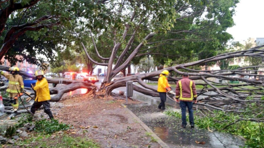 ARBOL