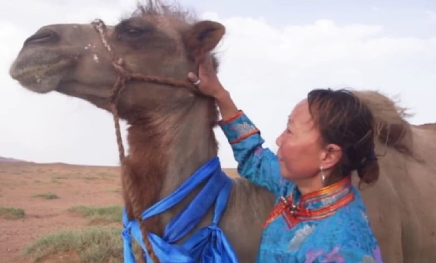 Camello recorre 100 kilómetros del desierto para reencontrarse con su dueños 4 CAMELLO 1