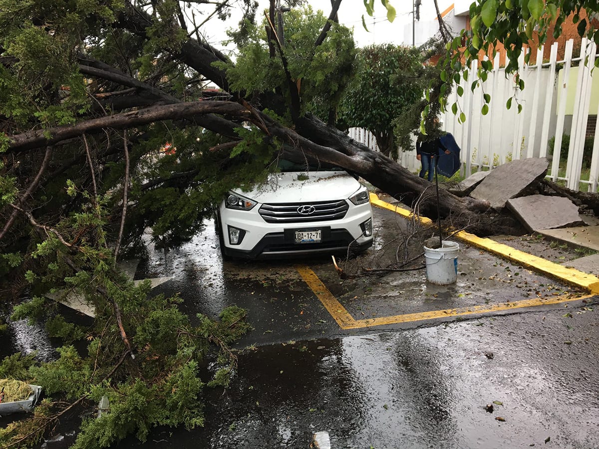 Cae arbol sobre camioneta por intensas lluvias