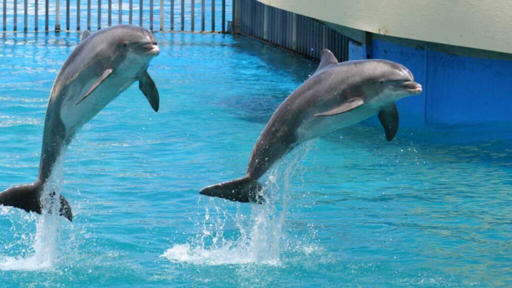 DELFINES e1595094480509