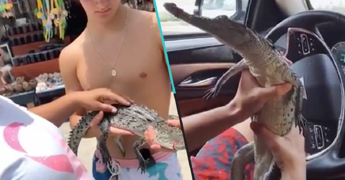 Influencers cocodrilo 1110x581 1