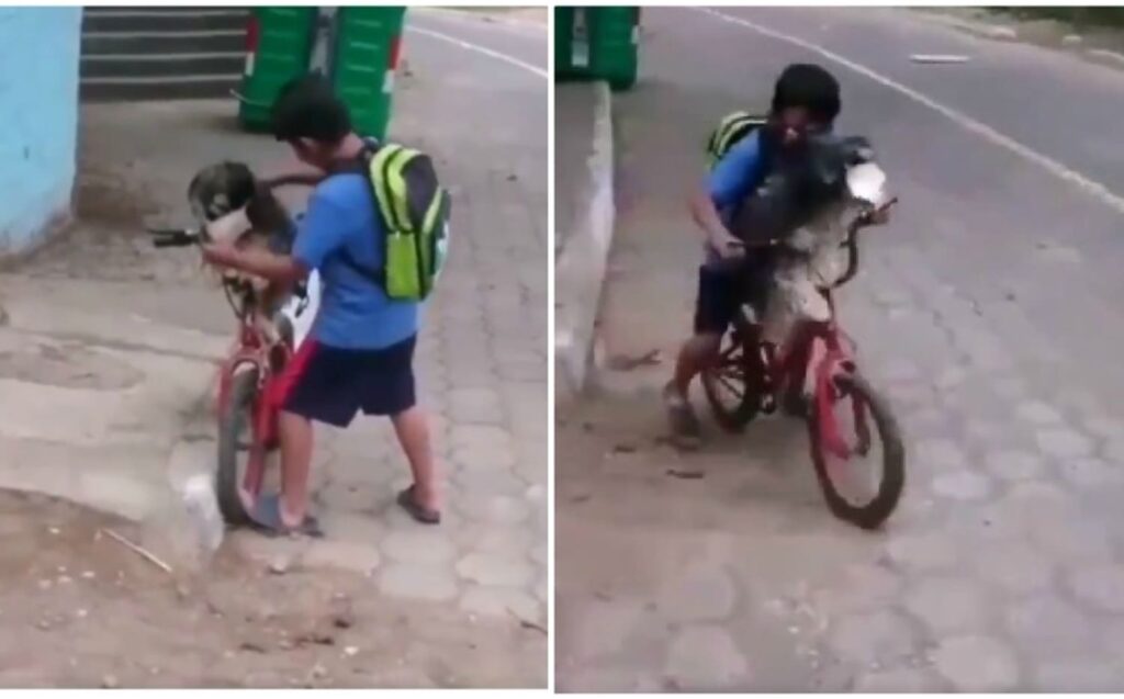 PERRITO 1