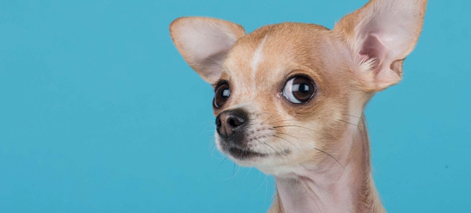 PERRO CHIHUHUA e1594157517337