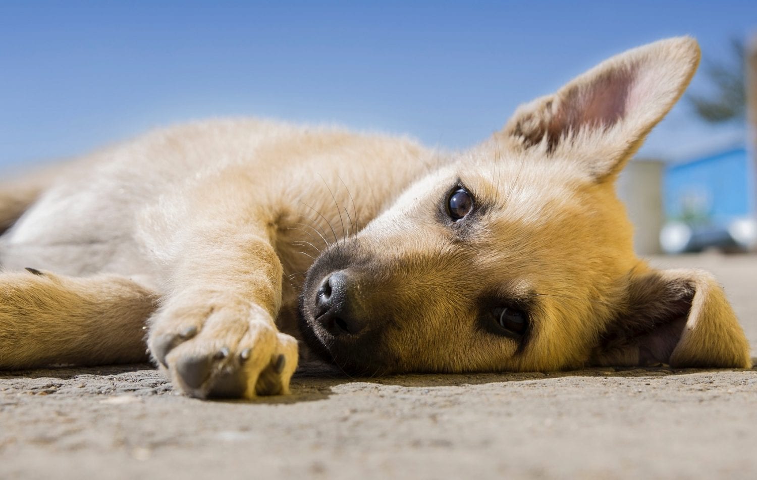 Aprueban en comisiones 10 años de cárcel por maltrato animal en Puebla 1 PERRO CON COVID 19 e1593884198893