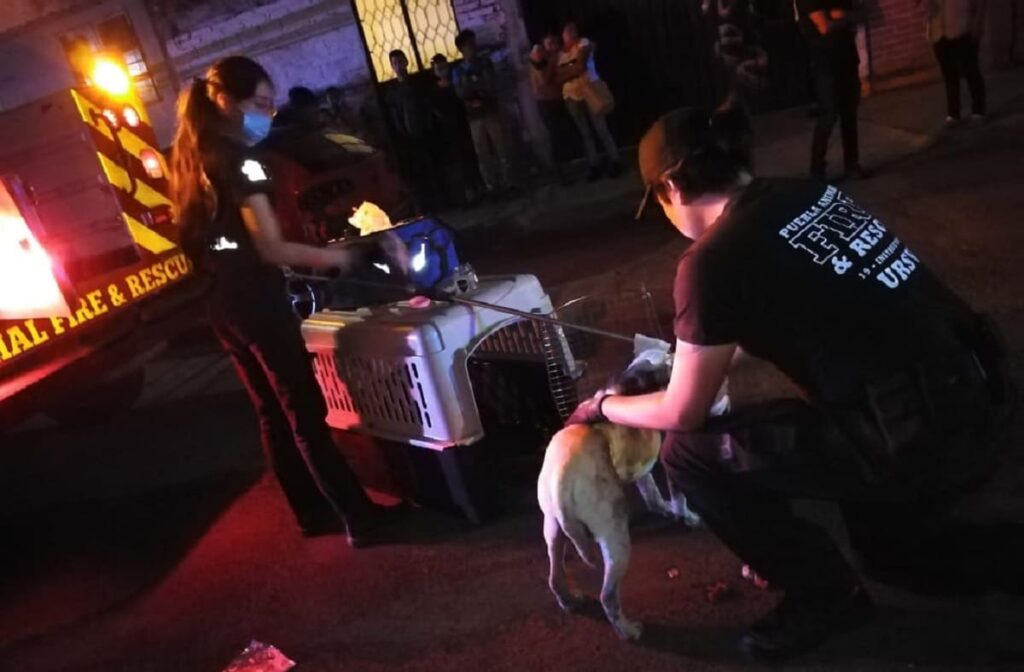 Perro apunalado Puebla