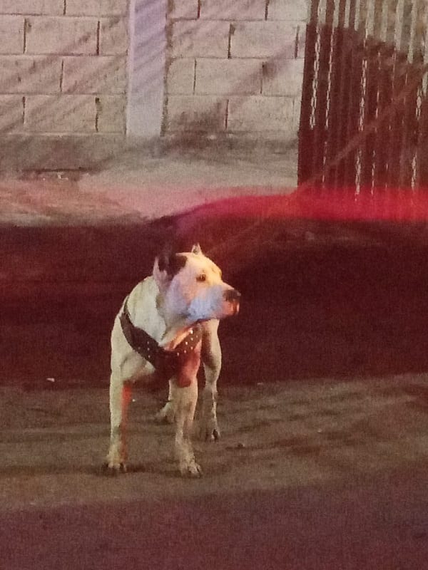 Perro apunalado Puebla 2