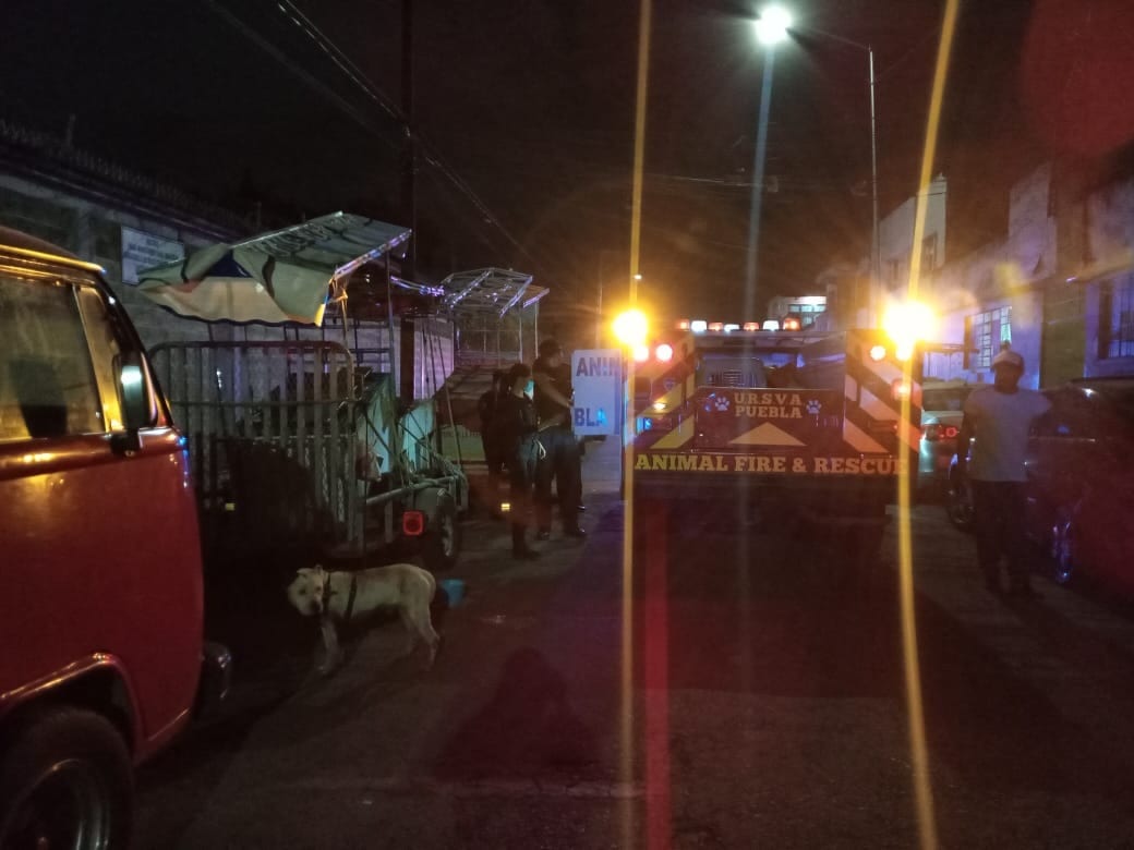 Perro apunalado Puebla 3