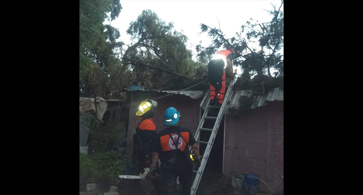 Proteccion Civil atiende derrumbe de arbol