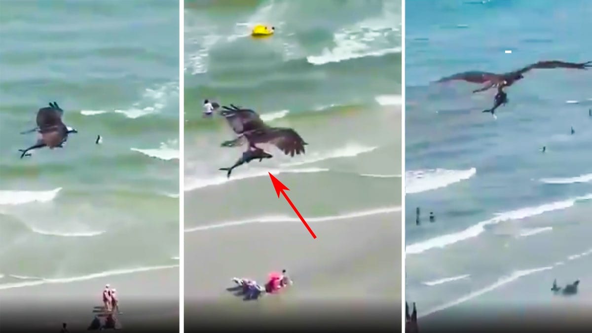 VIDEO: Águila pescadora se lleva a un tiburón de una playa de Florida 1 aguilla pescadora tiburon