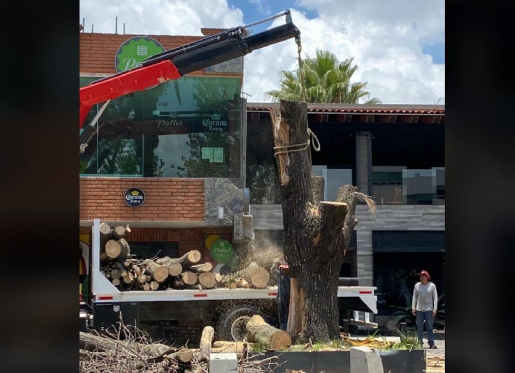 arboles avenida juarez