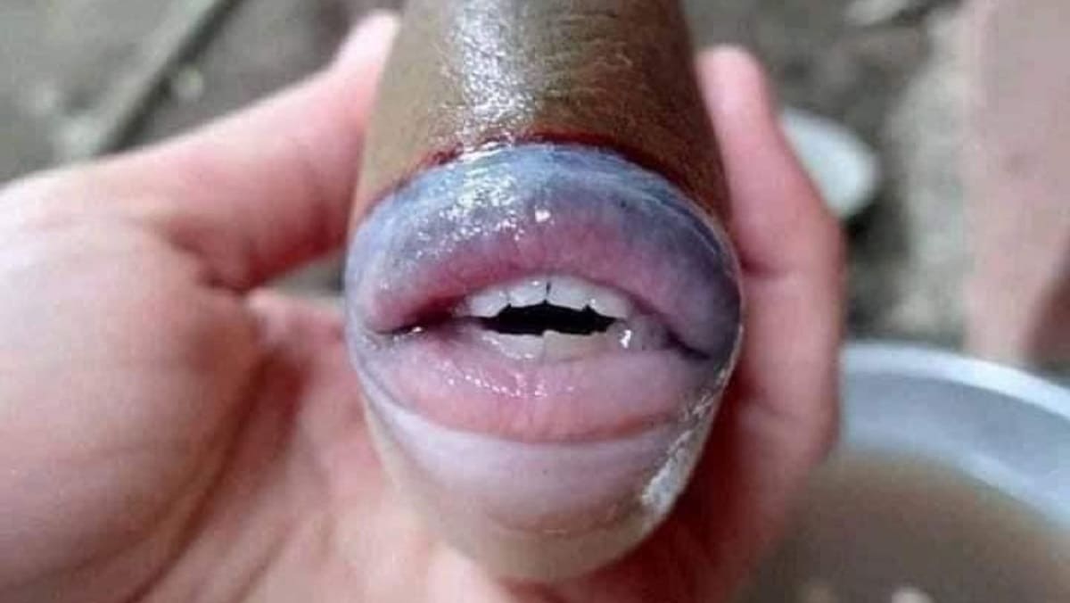 FOTO: Se viraliza imagen de un pez con labios y dientes de humano… ¿Qué es? 1 dientes 1