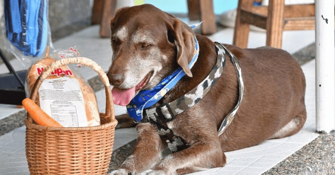 Asaltan a un perrito que llevaba víveres a domicilio a sus vecinos 3 eross