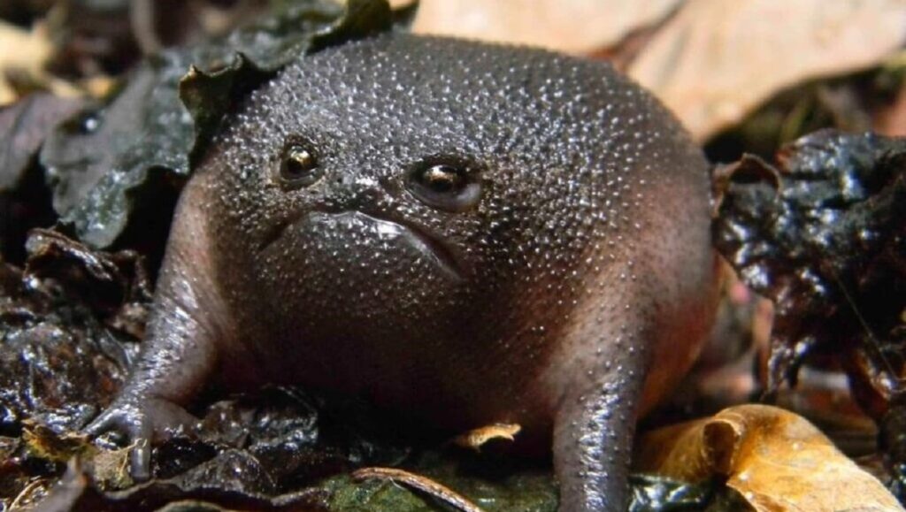 extrano animal parece un aguacate 1 65 1022 638