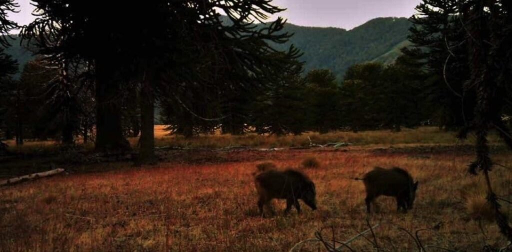 los cientificos argentinos consideran al N4jRj53rM 1256x620 1