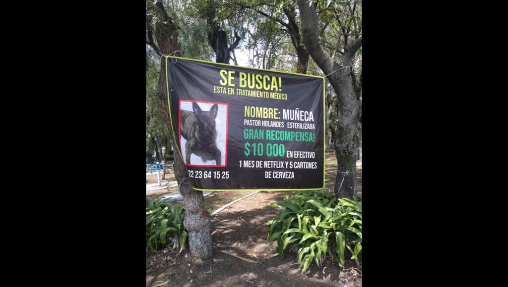ofrecen gran recompensa por perrita desaparecida