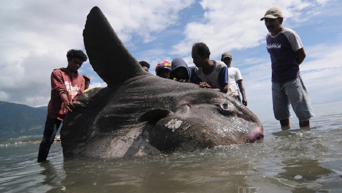 FOTOS: Hallan enorme pez con apariencia “extraterrestre” en una playa de Australia 1 pez luna
