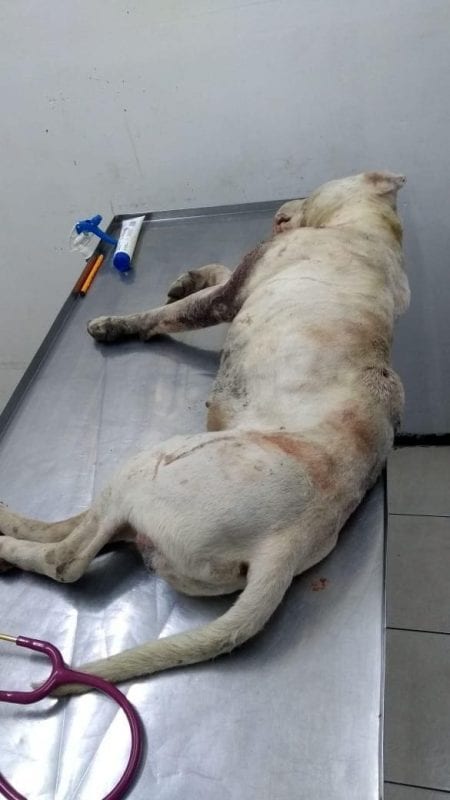 pitbull 1 e1595313044162