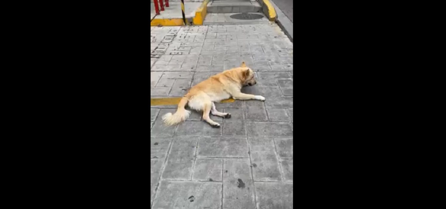 tecamachalco animales