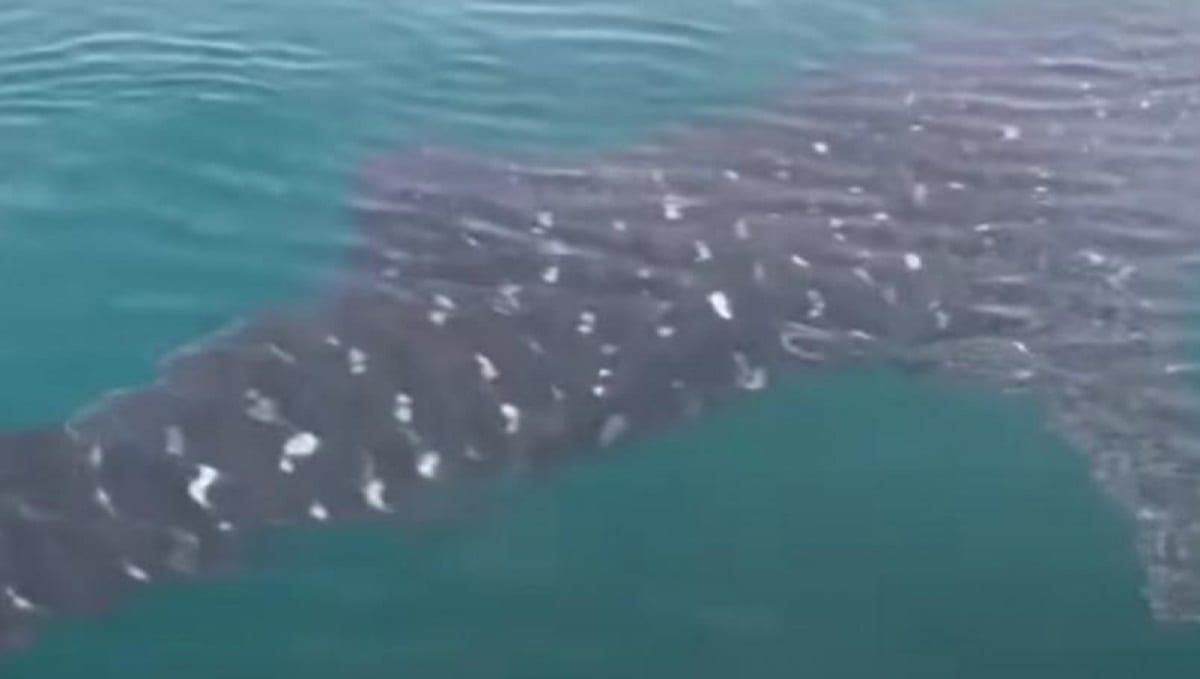 tiburon ballena delfines tonala chiapas