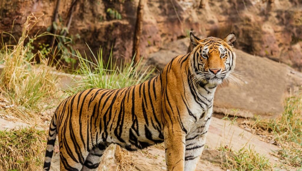tigre 2 1