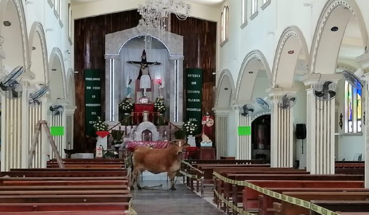 FOTO: Una vaca escapa del rastro y se refugia en una Iglesia en Veracruz 3 vaca
