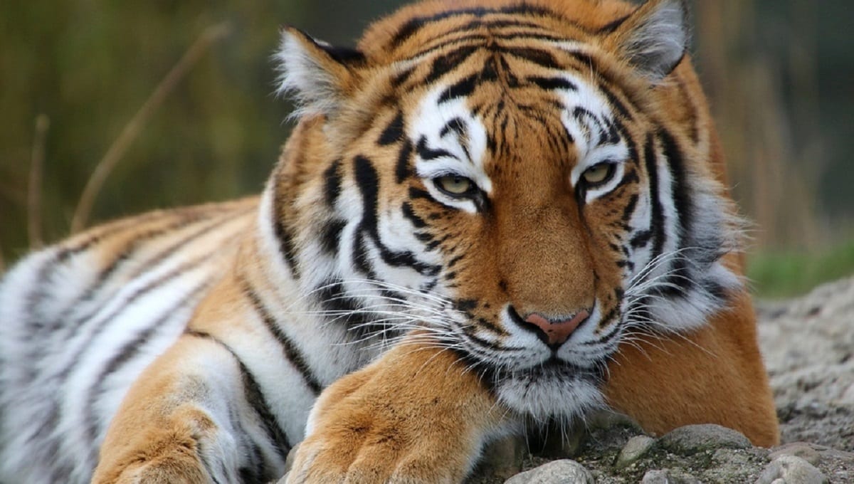 zoologico abrira investigacion tragico incidente 0 49 1200 747