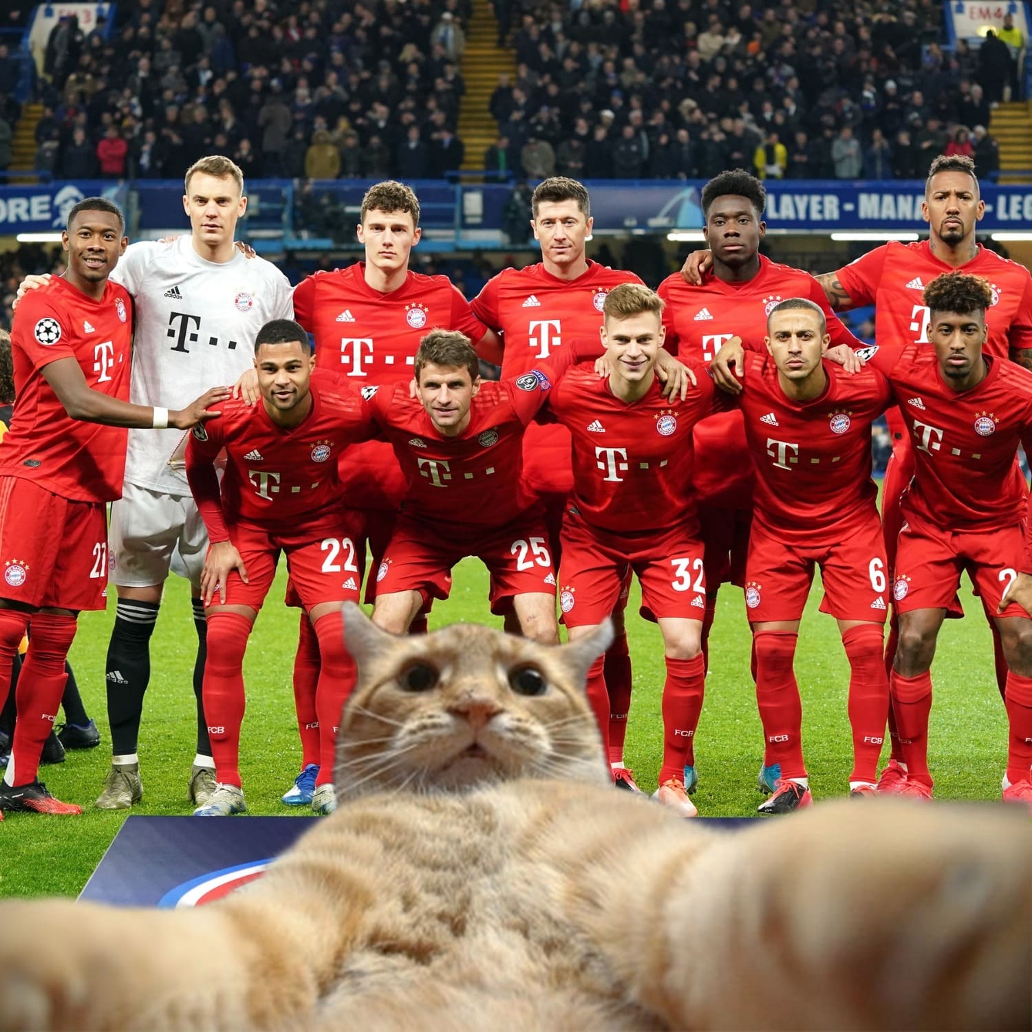 Bayern Munich se encomienda a Catinho previo a partido en el Día Mundial del Gato 1 BAYERN GATO 1