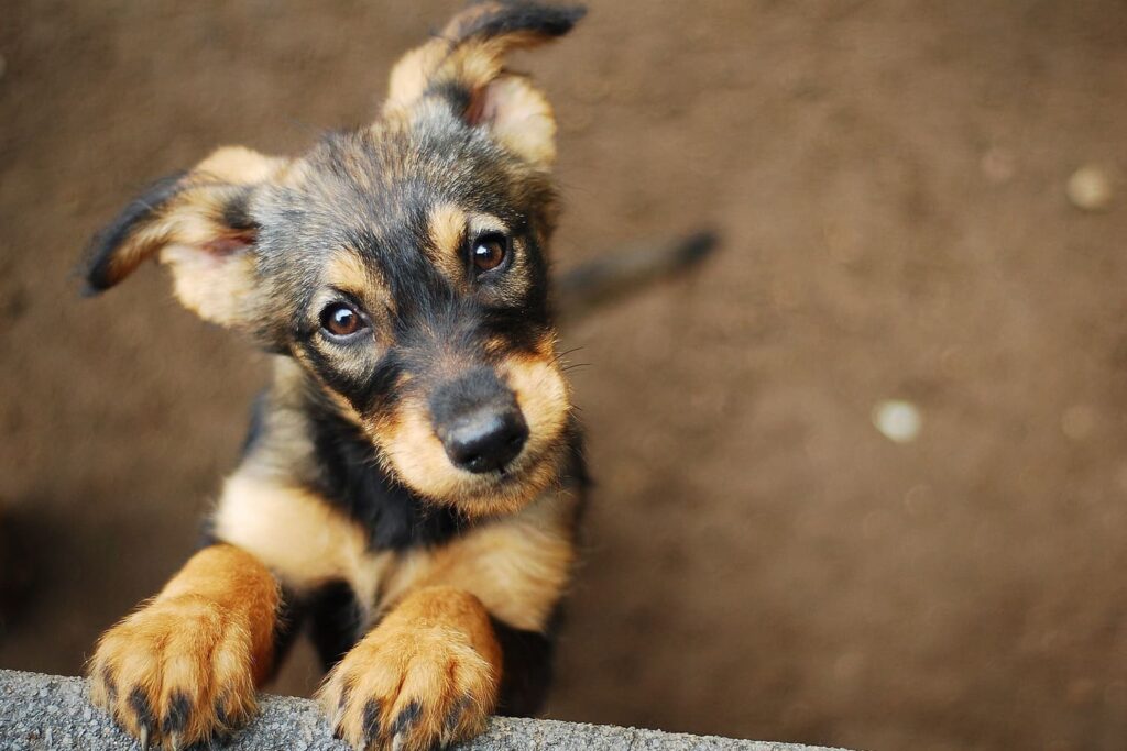 CACHORRO ABANDONADO 1