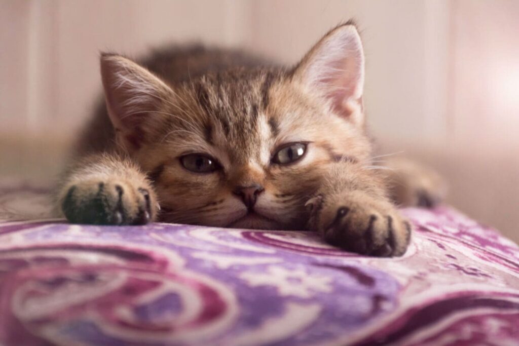 GATO 1