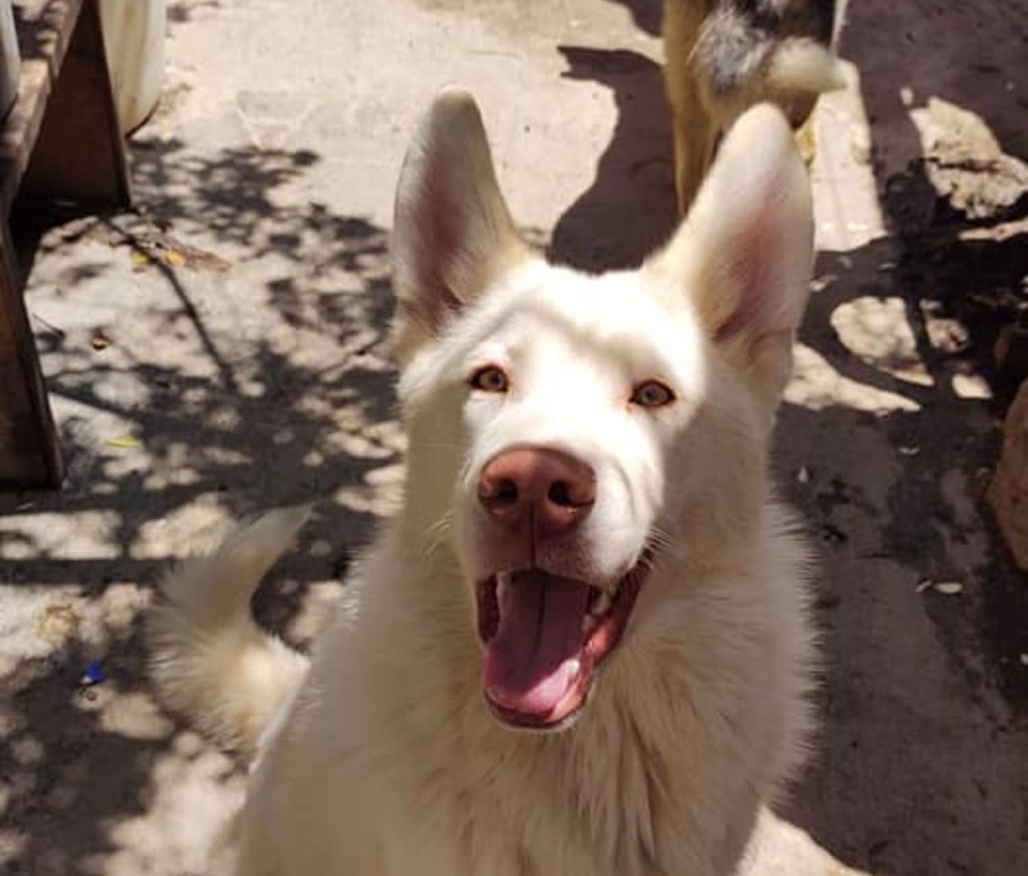Niño escribe una carta a su perro que dejó en albergue con la esperanza de reencontrarlo 5 PERRO SIMON 3
