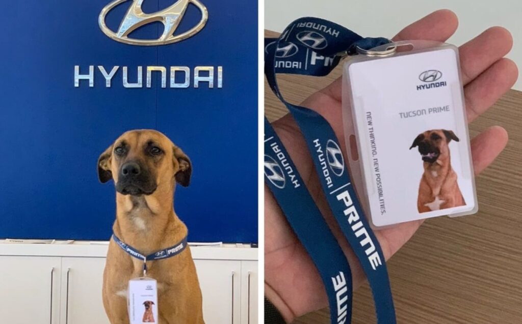 PERRO TUCSON 1