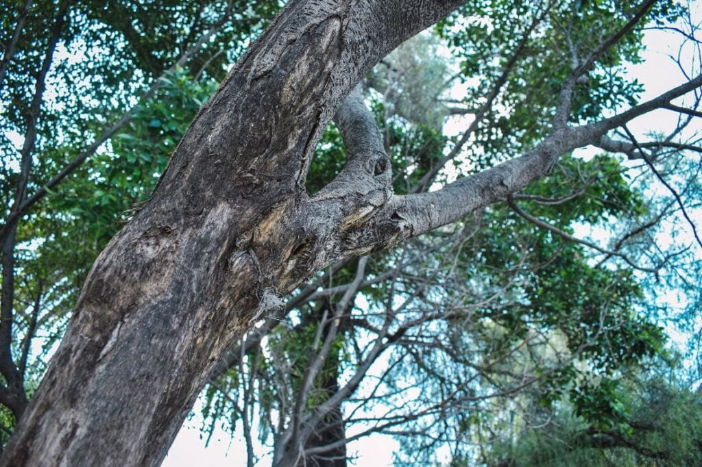 Paseo Bravo arboles 1 1