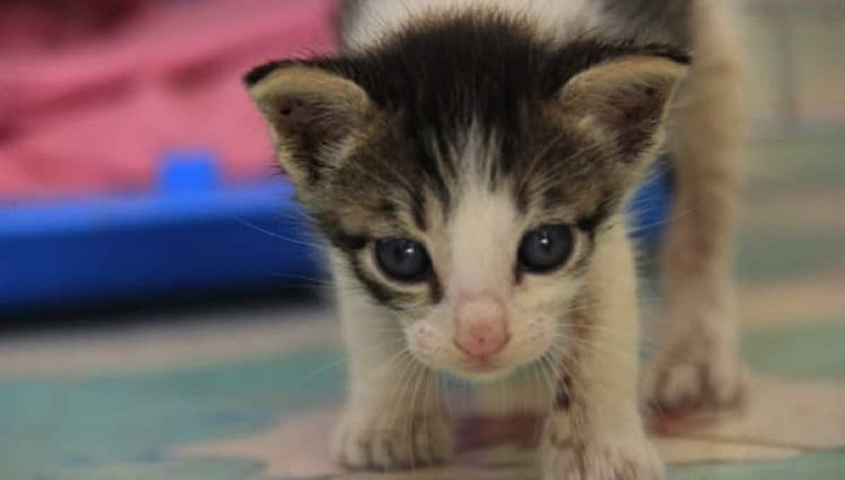 Panchito sobrevive al maltrato animal en Yucatán; PETA busca a los agresores 5 gatito