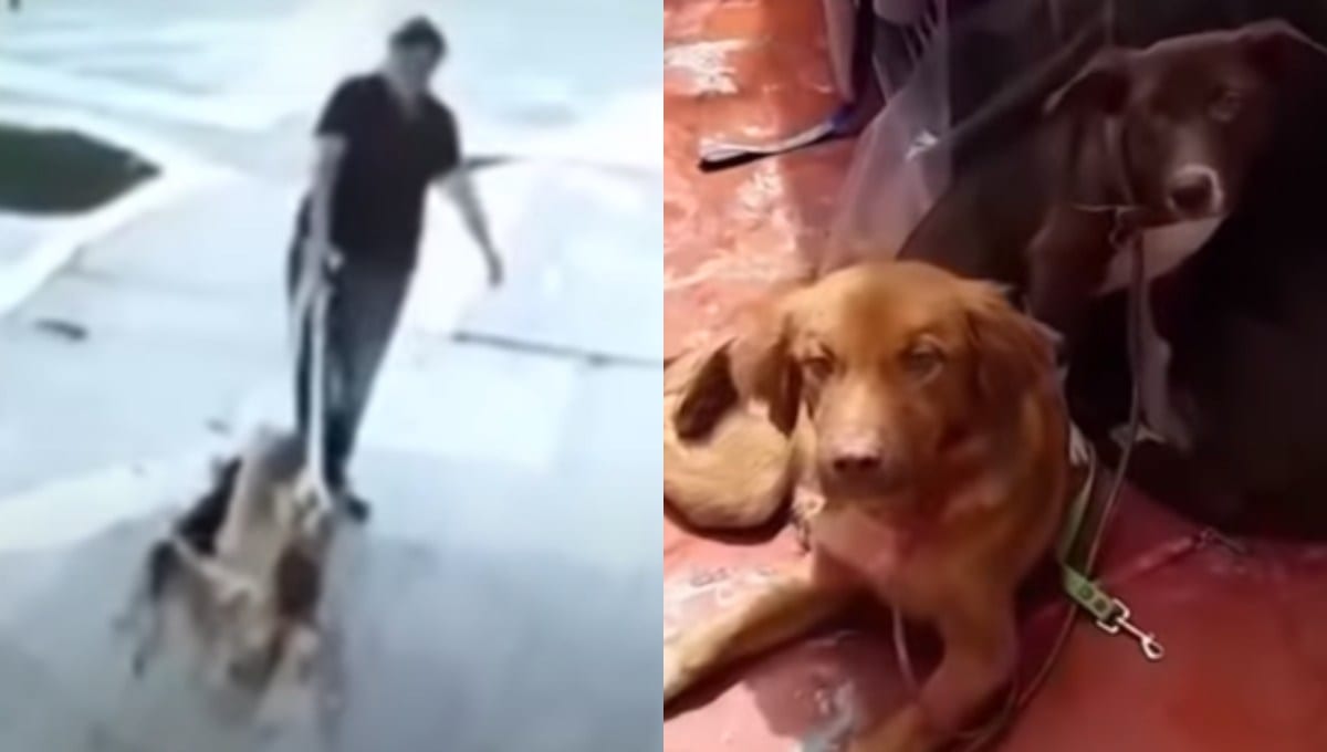 Buscan a #LadyPerritos: arrastró y abandonó cachorros en CDMX (VIDEO) 3 lady perritos popotla miguel hidalgo