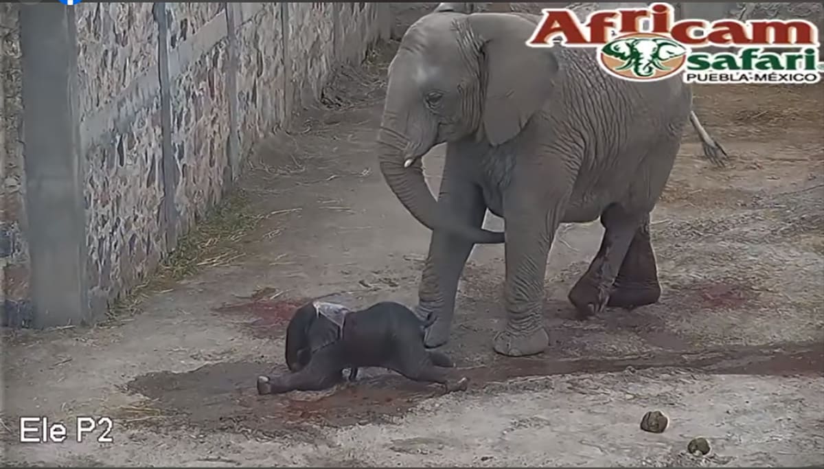 nace elefante de africam safari 1