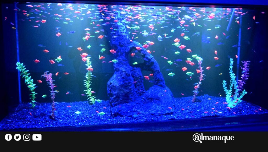 portada michin acuario