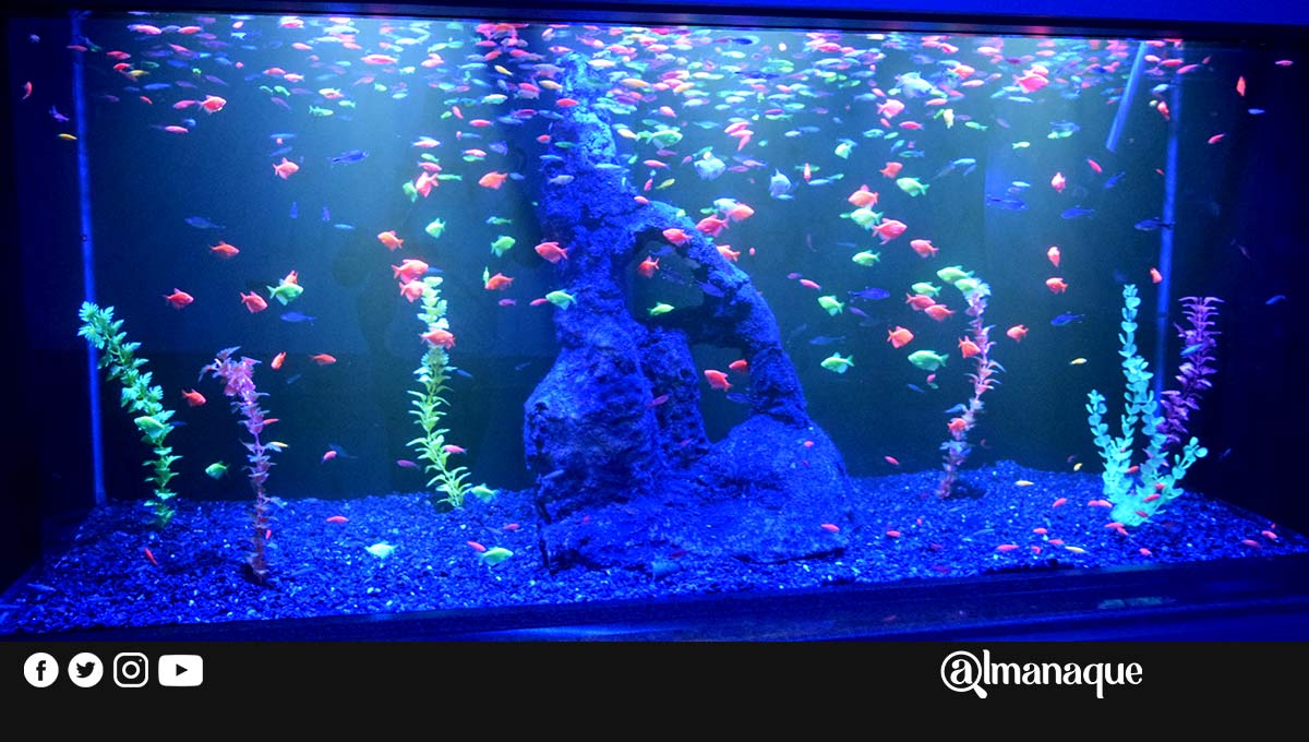 Acuario Michin vislumbra recuperación hasta 2021 4 portada michin acuario