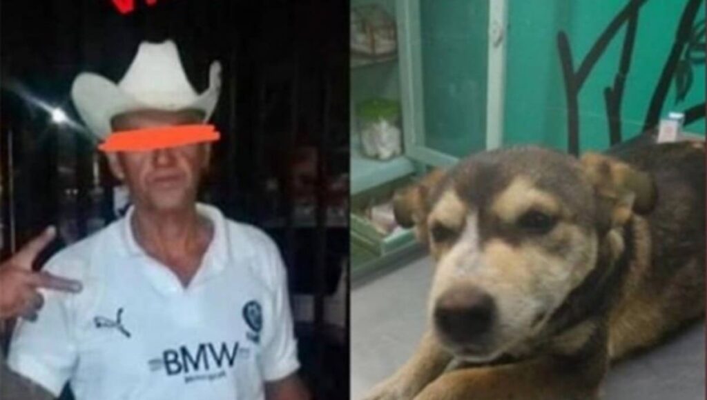 violaacioxn perrita.jpg 915315335 1