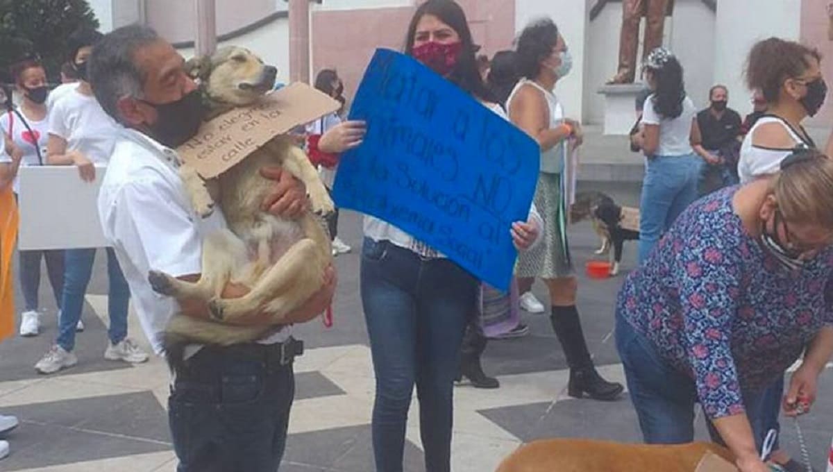 Marcha de silencio en Teziutlán; exigen justicia por perros envenenados 1 03Perritos 1