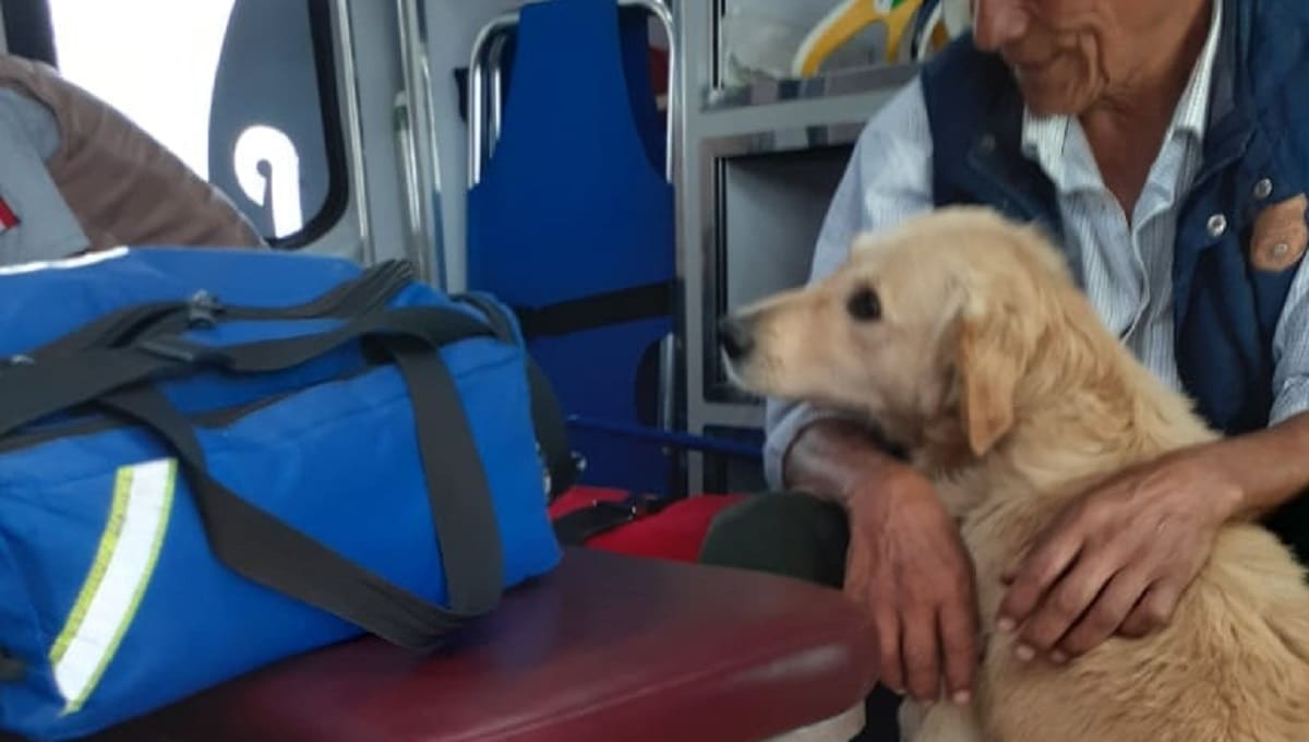 Un anciano se desmayó en la calle y su perro se quedó a cuidarlo 1 119550128 656427885009106 601026961126153895 o 1