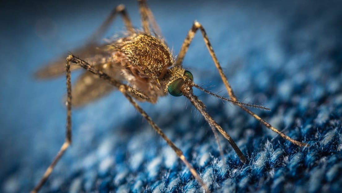 Detectan primer caso sospechoso de un virus mortal transmitido por mosquitos 1 5f62b2b259bf5b6e8b328a69