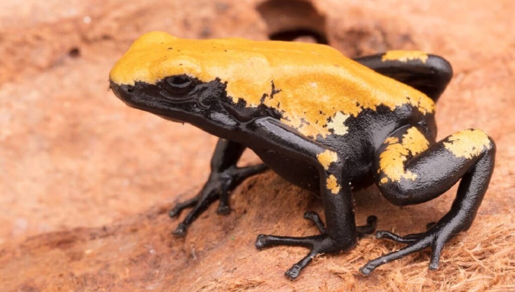 Adelphobates galactonotus oranje 1