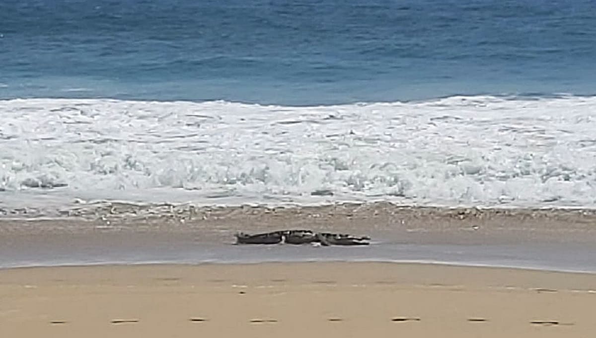 Advierten sobre presencia de cocodrilo en playa de Acapulco 3 WhatsApp Image 2020 09 23 at 12.41.08 PM 1
