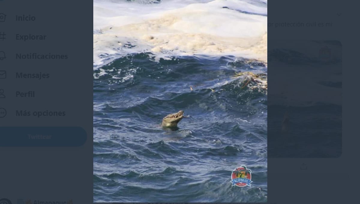 ¡Al fin! Capturan a cocodrilo que paseaba por la playa en Acapulco 1 cocodrilo