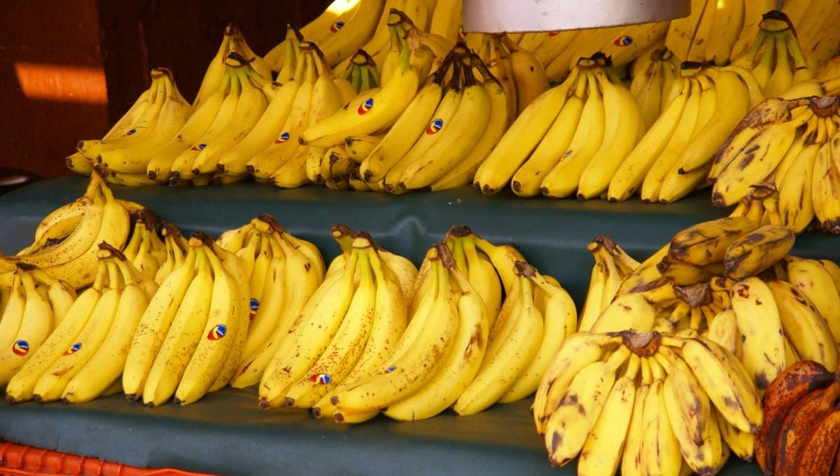 ¡Adiós al frío! Intenta estas tres maneras de preparar atole de plátano macho 7 cyd 140110 platano g 1