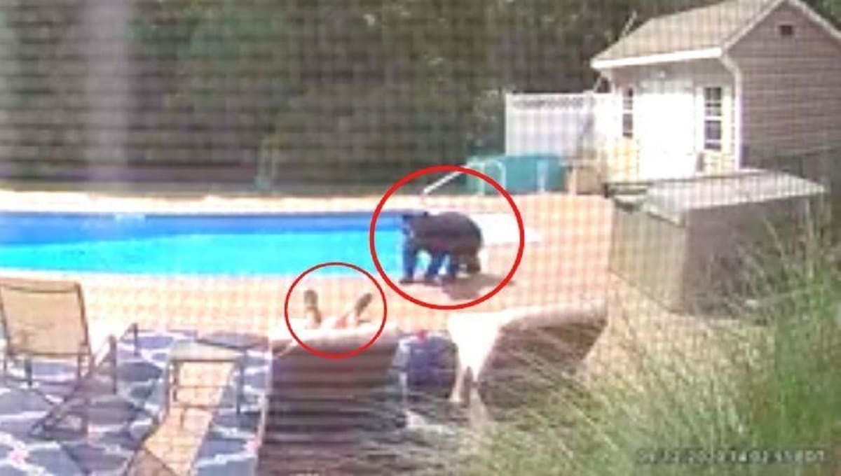 VIDEO: Oso sorprende a hombre que dormía cerca de su alberca 1 diseno sin titulo 284 1
