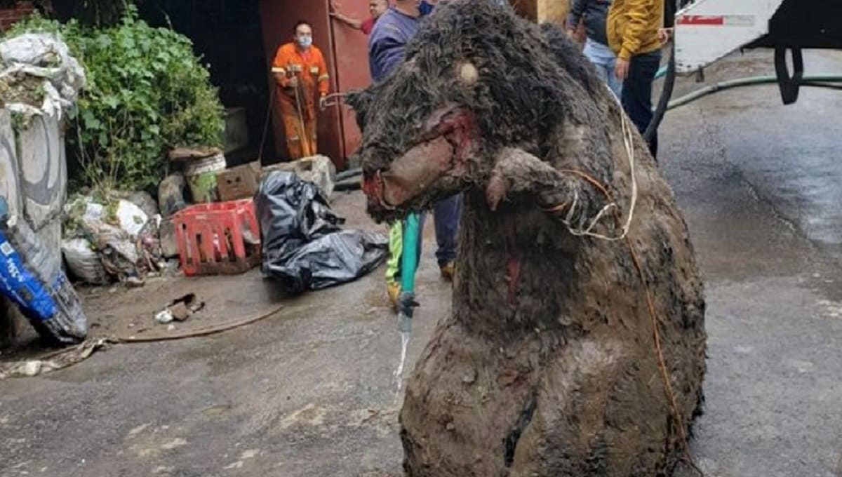 VIDEO: Encuentran “rata gigante” en el drenaje de la CDMX 1 eiqhi0lxcaizs f 1