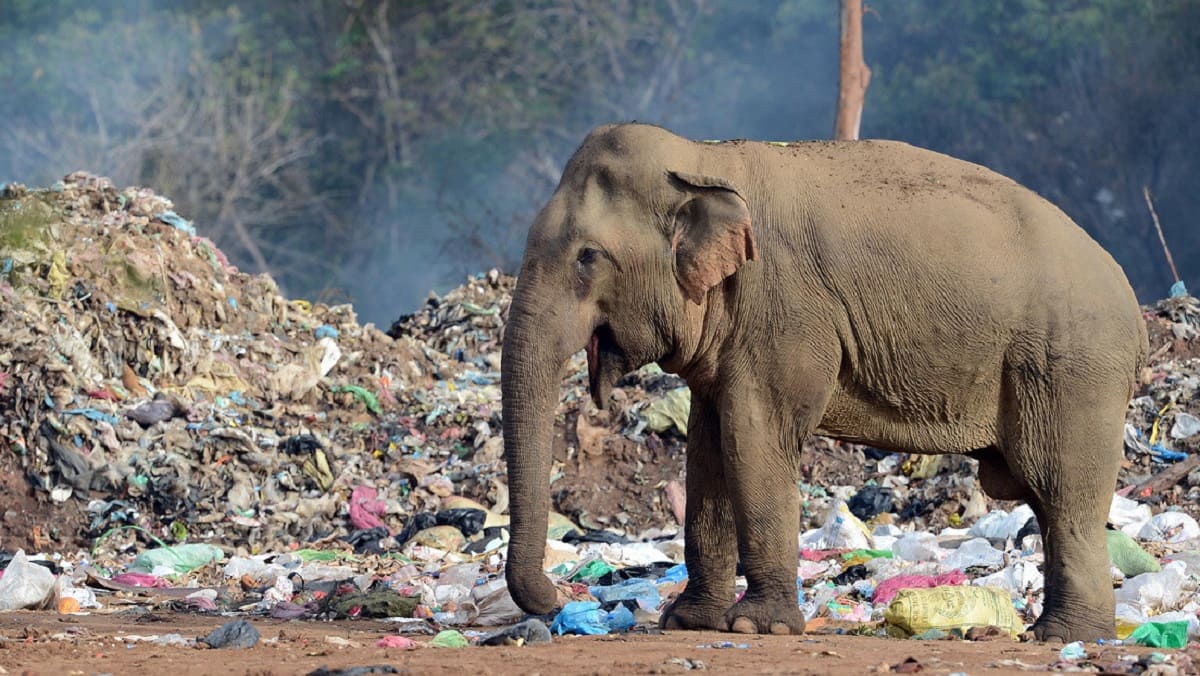 FOTOS: Elefante come residuos de plástico de los turistas en India 1 elef 1