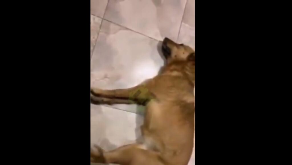 envenenan a perros en teziutlan